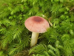 Russula persanguinea