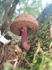 Boletus barragensis
