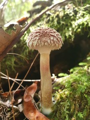 Boletellus deceptivus