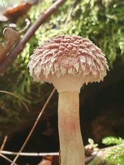 Boletellus deceptivus