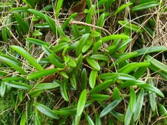 Bulbophyllum shepherdii
