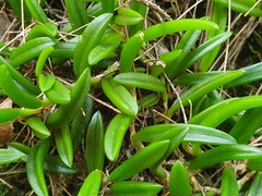 Bulbophyllum shepherdii