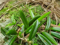 Bulbophyllum shepherdii