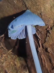 Entoloma virescens