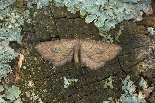 Slender-striped Rufous