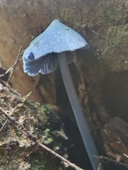 Entoloma virescens