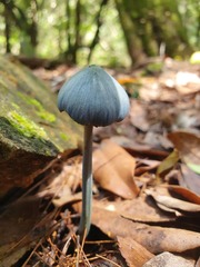 Entoloma virescens