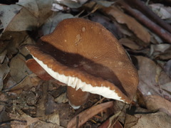 Lactifluus wirrabara