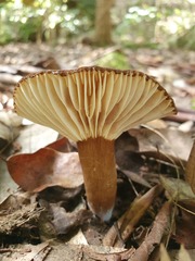 Lactifluus wirrabara