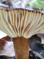 Lactifluus wirrabara