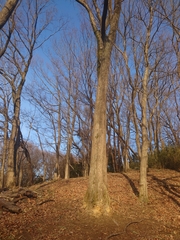 Platypus quercivorus