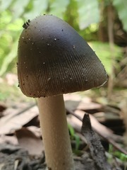 Amanita cheelii