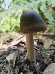 Amanita cheelii