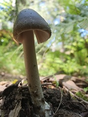 Amanita cheelii