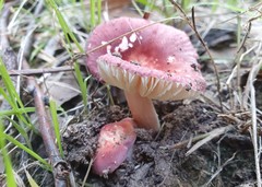 Russula persanguinea