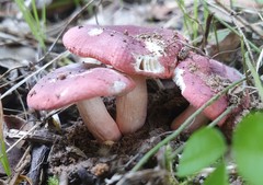 Russula persanguinea