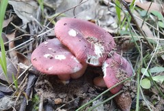 Russula persanguinea
