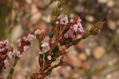 Erica articularis