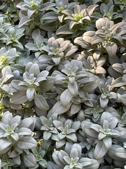 Chaenorhinum