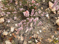 Erica articularis