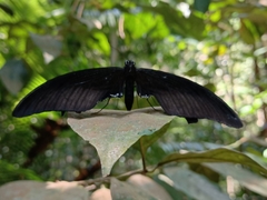 Papilio iswara