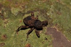 Methidrysis afflicta