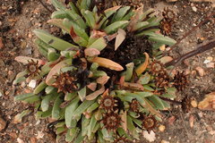 Machairophyllum albidum