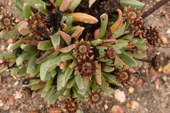 Machairophyllum albidum