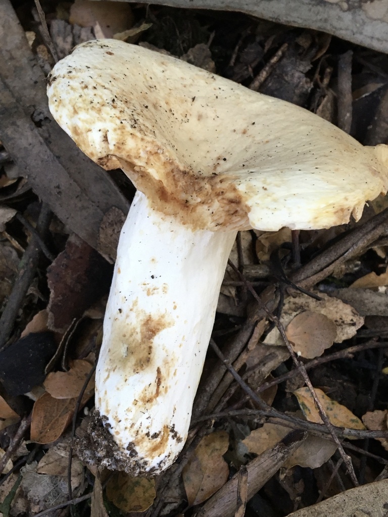 Lactifluus albopicrus