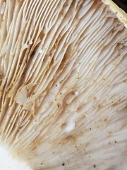 Lactifluus albopicrus