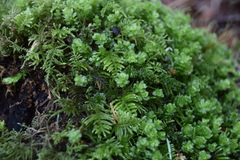 Plagiomnium venustum