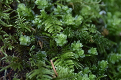 Plagiomnium venustum