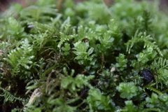 Plagiomnium venustum