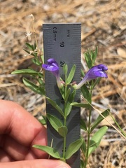 Scutellaria siphocampyloides