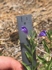 Scutellaria siphocampyloides