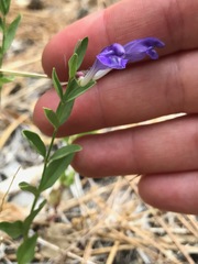 Scutellaria siphocampyloides