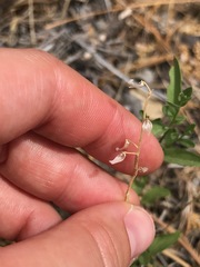Scutellaria siphocampyloides