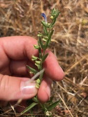 Scutellaria siphocampyloides