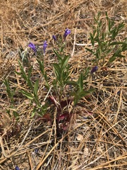 Scutellaria siphocampyloides
