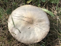 Agaricus
