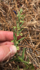 Scutellaria siphocampyloides