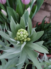 Fritillaria persica