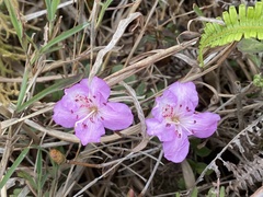 Rhododendron farrerae