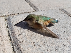 Selasphorus sasin