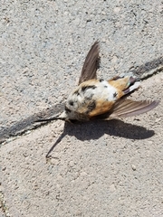 Selasphorus sasin