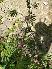 Mimosa diplotricha