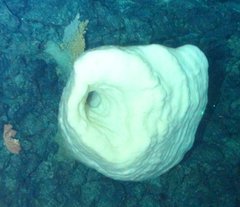 Chonelasma