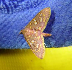 Ischnurges gratiosalis