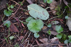 Cardamine nuttallii