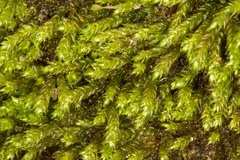 Hygrohypnum